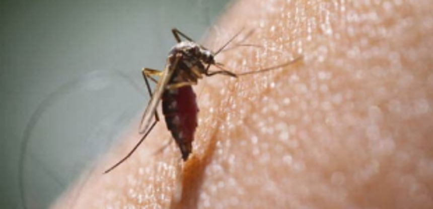 Bardez panchayats call for action plan against rising dengue cases