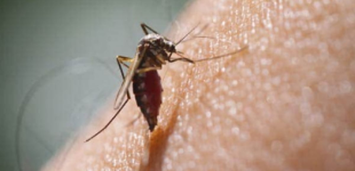 Bardez panchayats call for action plan against rising dengue cases