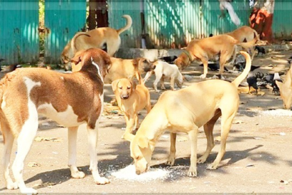 Bardez to Launch Eight-Day Free Vaccination and Sterilisation Drive for Stray and Pet Dogs