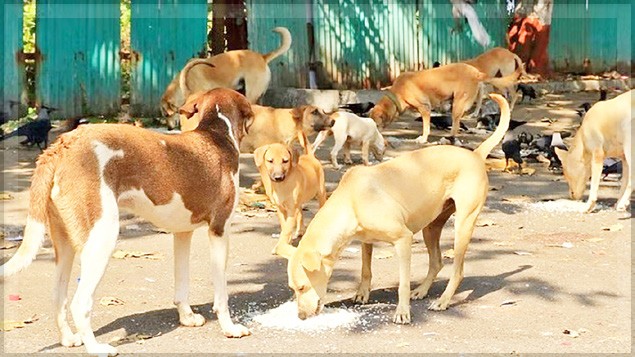 Bardez to Launch Eight-Day Free Vaccination and Sterilisation Drive for Stray and Pet Dogs