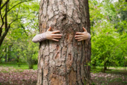 Battle to Save Forests and Wildlife