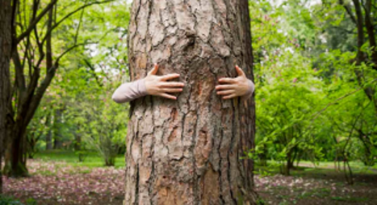 Battle to Save Forests and Wildlife