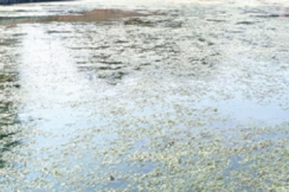 Beautified Vaddem Lake infested by green  moss and algae