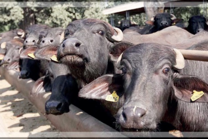Beef Shortage in Goa: Rising Exports Lead to Soaring Prices and Consumer Frustration