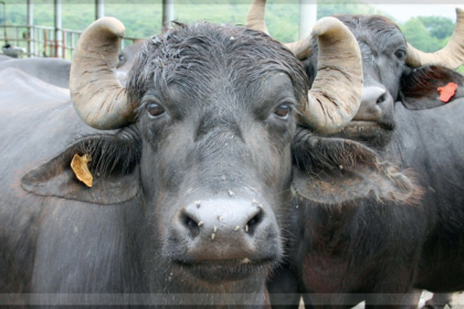 Beef Supply Resumes in Margao After Two-Day Shortage, Easing Consumer Concerns