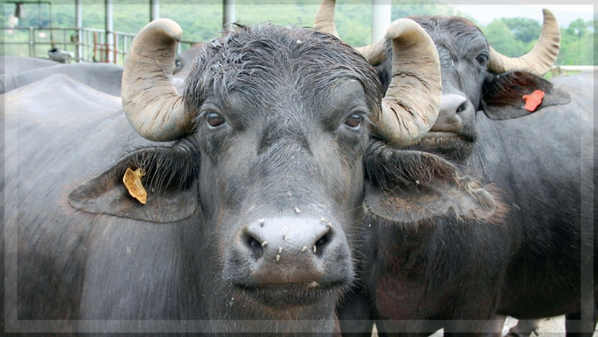 Beef Supply Resumes in Margao After Two-Day Shortage, Easing Consumer Concerns
