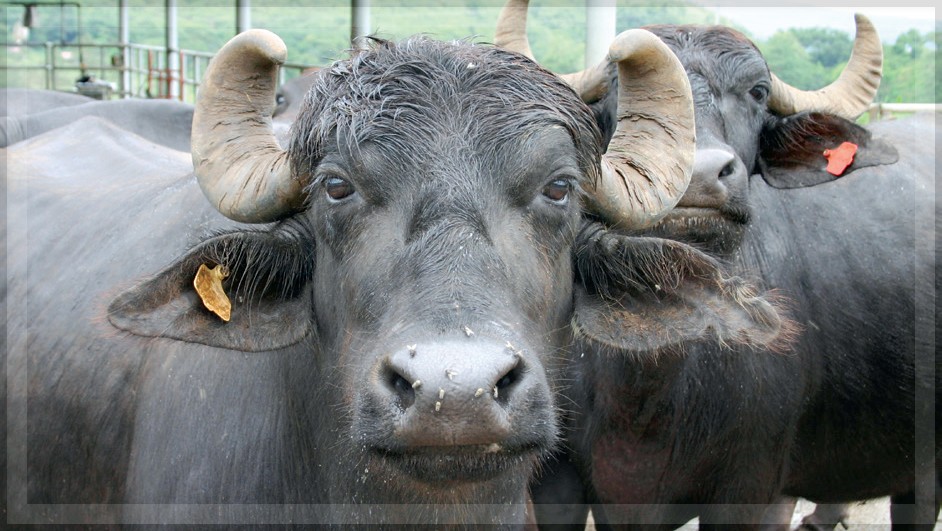 Beef Supply Resumes in Margao After Two-Day Shortage, Easing Consumer Concerns