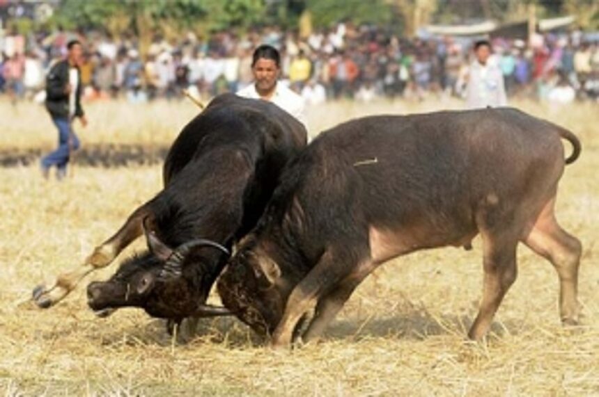 Benaulim MLA & constituents want legalization of bullfights 1 Benaulim MLA & constituents want legalization of bullfights