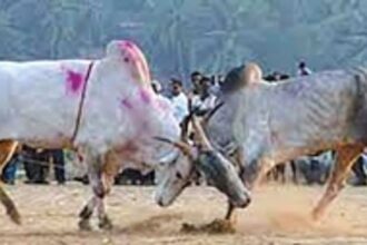 Benaulim MLA favours legalisation of bullfights