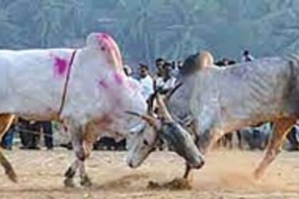 Benaulim MLA favours legalisation of bullfights