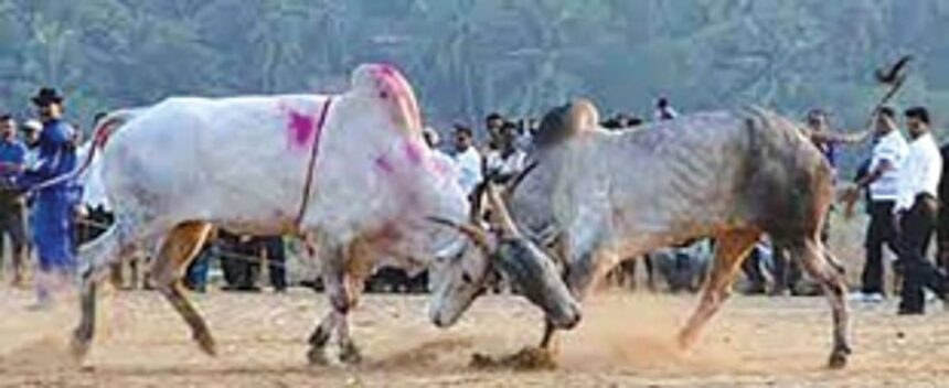 Benaulim MLA favours legalisation of bullfights 1 Benaulim MLA favours legalisation of bullfights