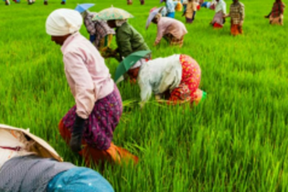 Benaulim farmers face bleak future as Bypass construction threatens fields