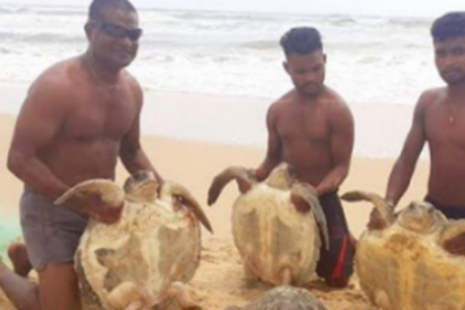 Benaulim fisherman feted for rescuing, releasing turtles