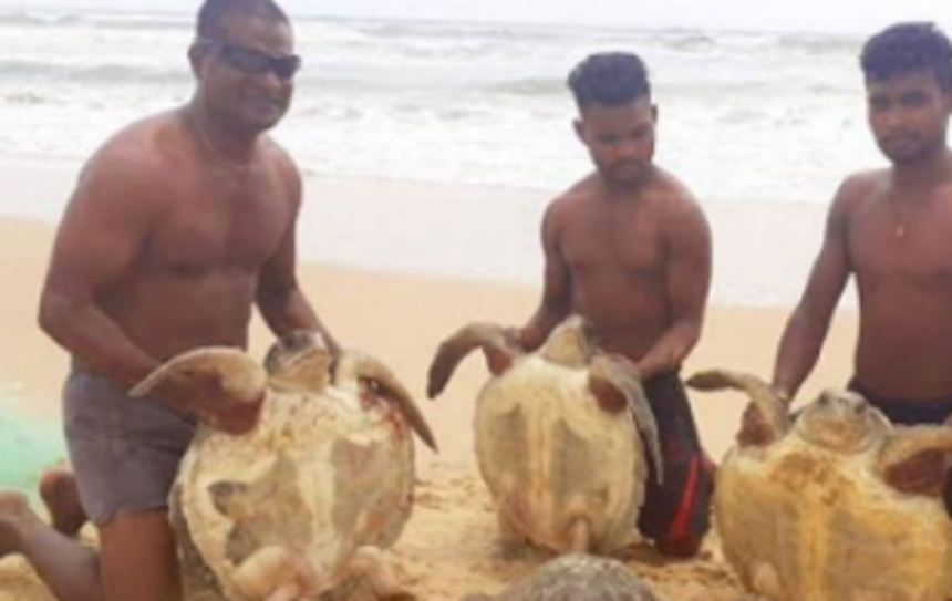 Benaulim fisherman feted for rescuing, releasing turtles