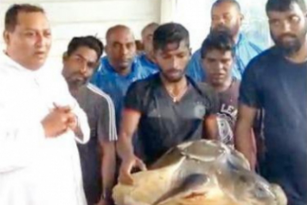 Benaulim fishermen rescue Olive Ridley Turtle entangled in fishing net