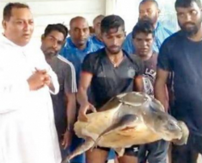 Benaulim fishermen rescue Olive Ridley Turtle entangled in fishing net