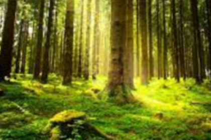 Benaulim locals petition SEIAA to stop reclamation work at Seraulim