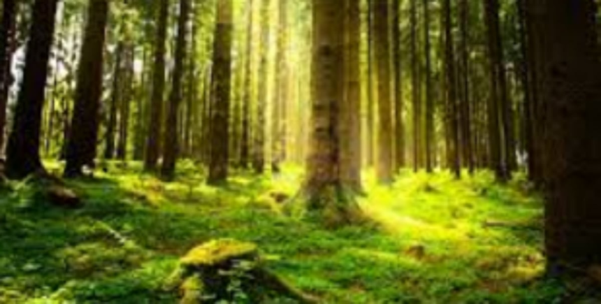 Benaulim locals petition SEIAA to stop reclamation work at Seraulim