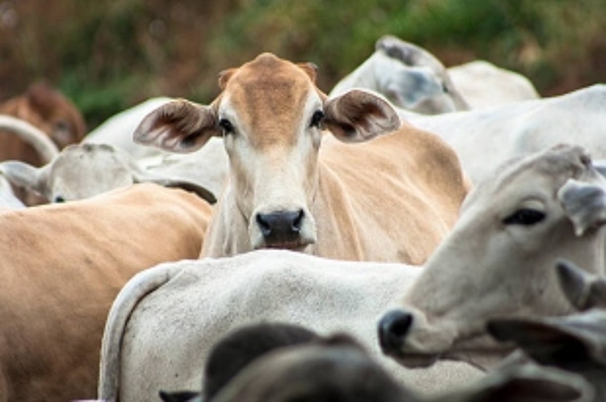 Benaulim man held for running  slaughterhouse, animals rescued