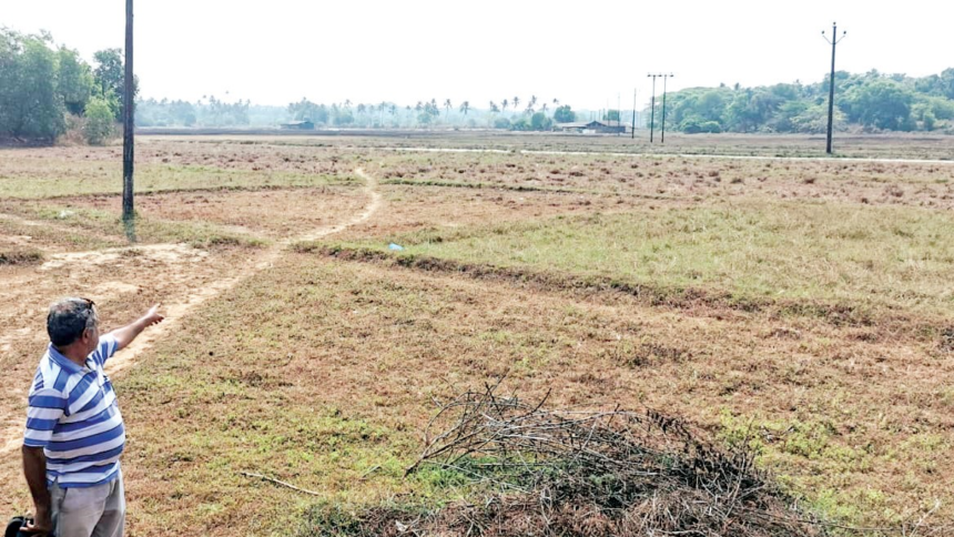 Benaulim's Comunidade Revives Abandoned Farmlands to Reclaim Agricultural Heritage 1 Benaulim's Comunidade Revives Abandoned Farmlands to Reclaim Agricultural Heritage