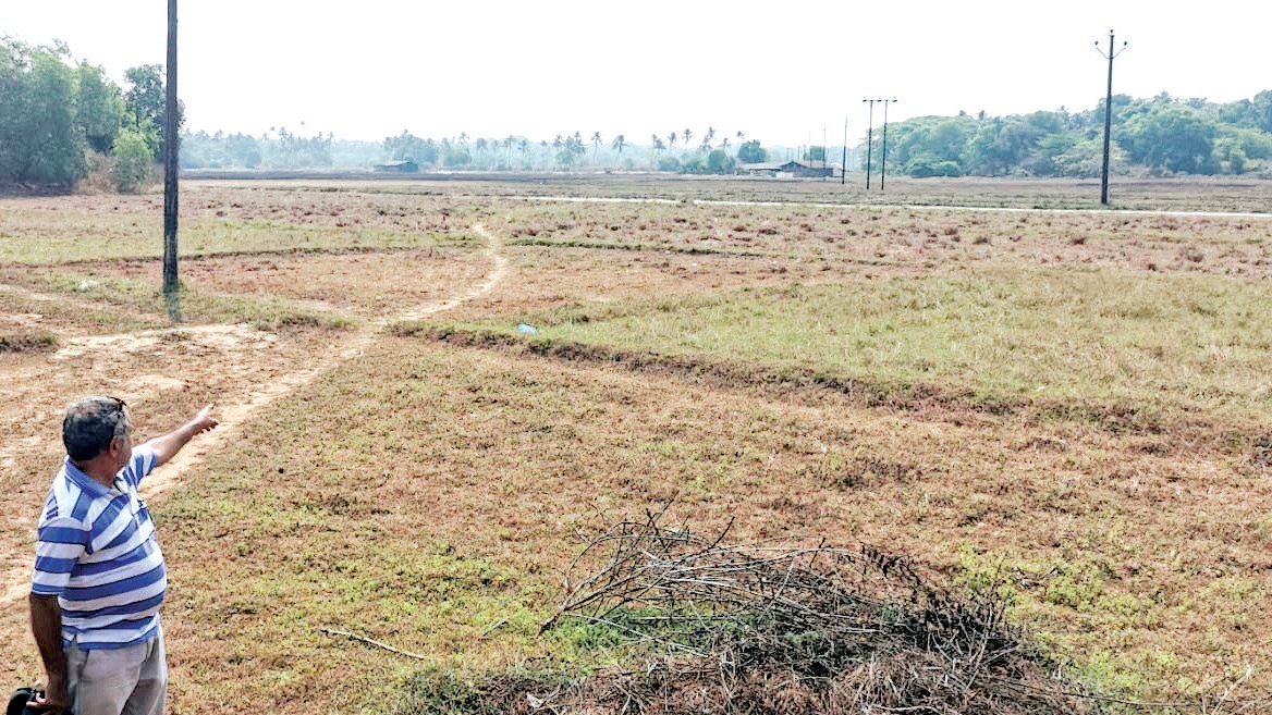 Benaulim's Comunidade Revives Abandoned Farmlands to Reclaim Agricultural Heritage