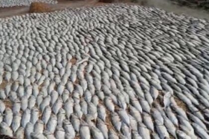 Benaulim's Fishing Community Struggle to Preserve Livelihoods in Wake of Unexpected Rain