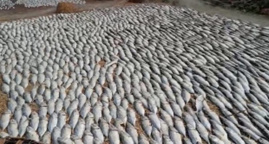 Benaulim's Fishing Community Struggle to Preserve Livelihoods in Wake of Unexpected Rain 1 Benaulim's Fishing Community Struggle to Preserve Livelihoods in Wake of Unexpected Rain