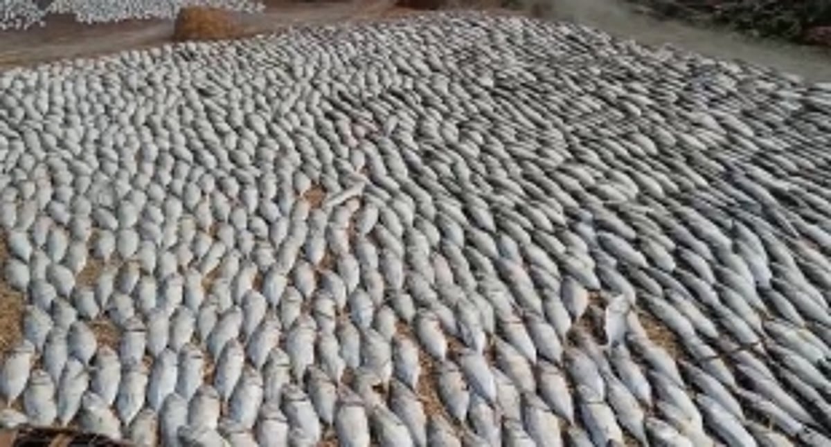 Benaulim's Fishing Community Struggle to Preserve Livelihoods in Wake of Unexpected Rain