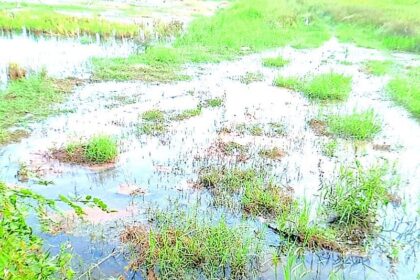 Bethki-Khandola farmers drown in misery as saline water floods paddy fields