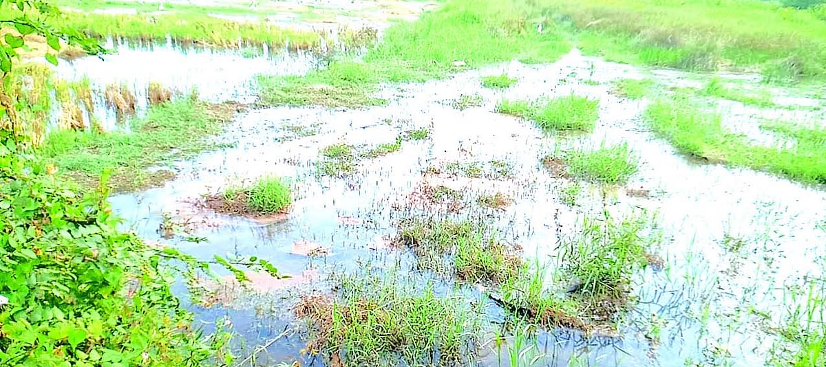 Bethki-Khandola farmers drown in misery as saline water floods paddy fields