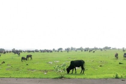 Betul’s dream project to generate industries and jobs, lies fallow and wasted