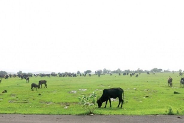 Betul’s dream project to generate industries and jobs, lies fallow and wasted