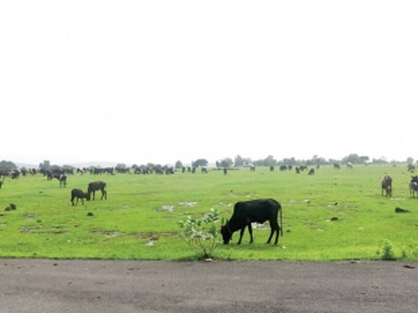 Betul’s dream project to generate industries and jobs, lies fallow and wasted