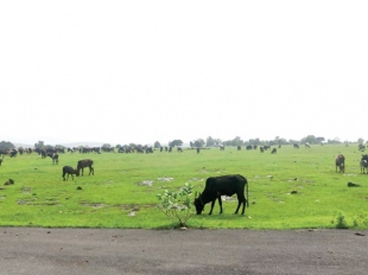 Betul’s dream project to generate industries and jobs, lies fallow and wasted