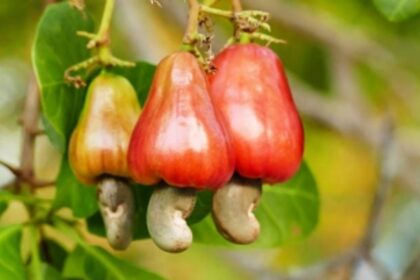 Beware: African cashew nuts now sold in Goa
