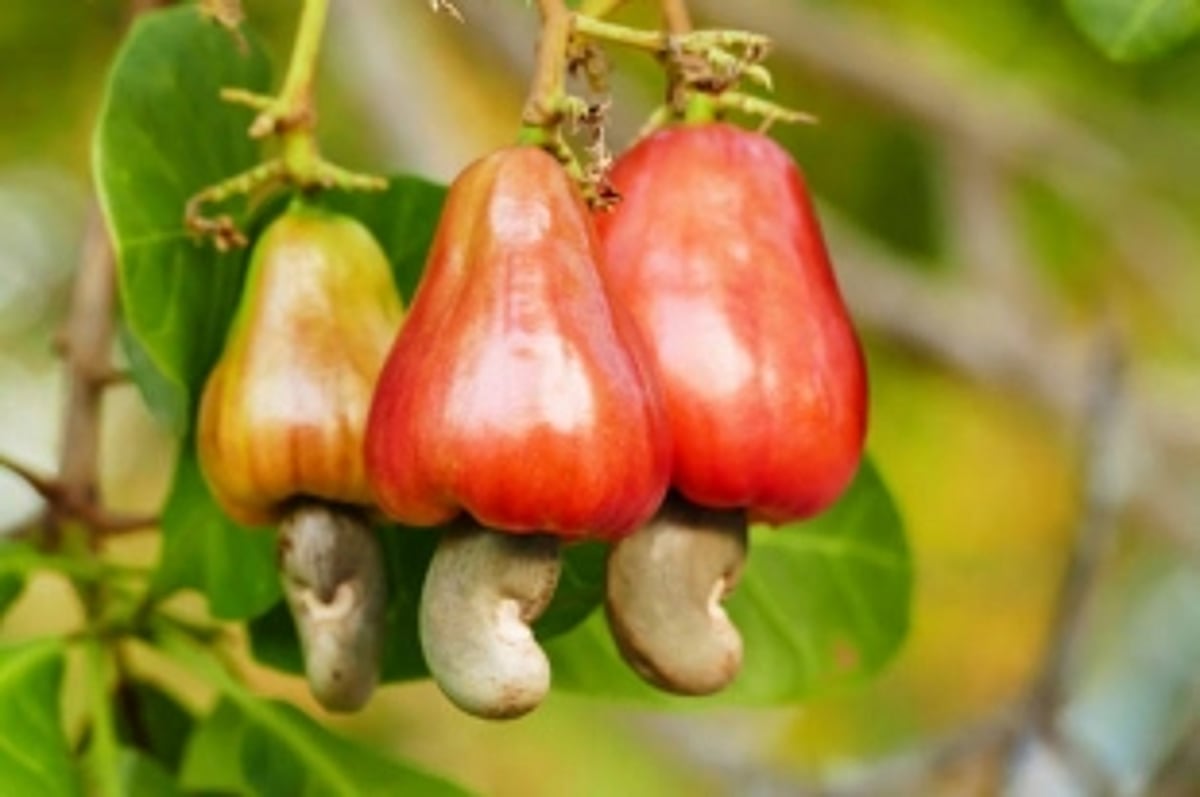 Beware: African cashew nuts now sold in Goa