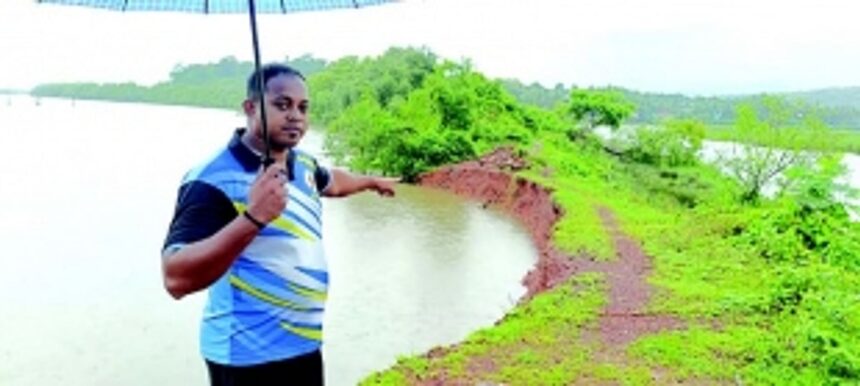 Bhandaras protecting khazans washed away due to coal-laden barges plying in Cumbharjua canal 1 Bhandaras protecting khazans washed away due to coal-laden barges plying in Cumbharjua canal