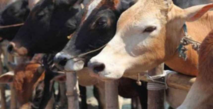 Bicholim Dy Collector urged not to allow cow slaughter 1 Bicholim Dy Collector urged not to allow cow slaughter
