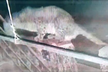 Bicholim Residents Still Fearful as Leopard is Captured, More Sightings Possible