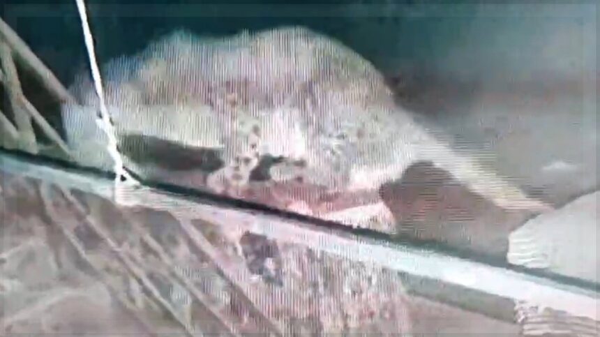 Bicholim Residents Still Fearful as Leopard is Captured, More Sightings Possible