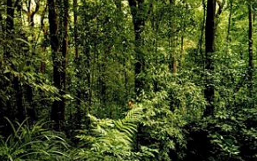 Bicholim locals choose forest for matoli items