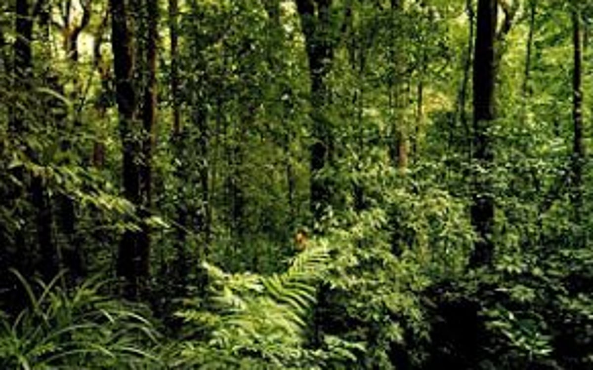 Bicholim locals choose forest for matoli items