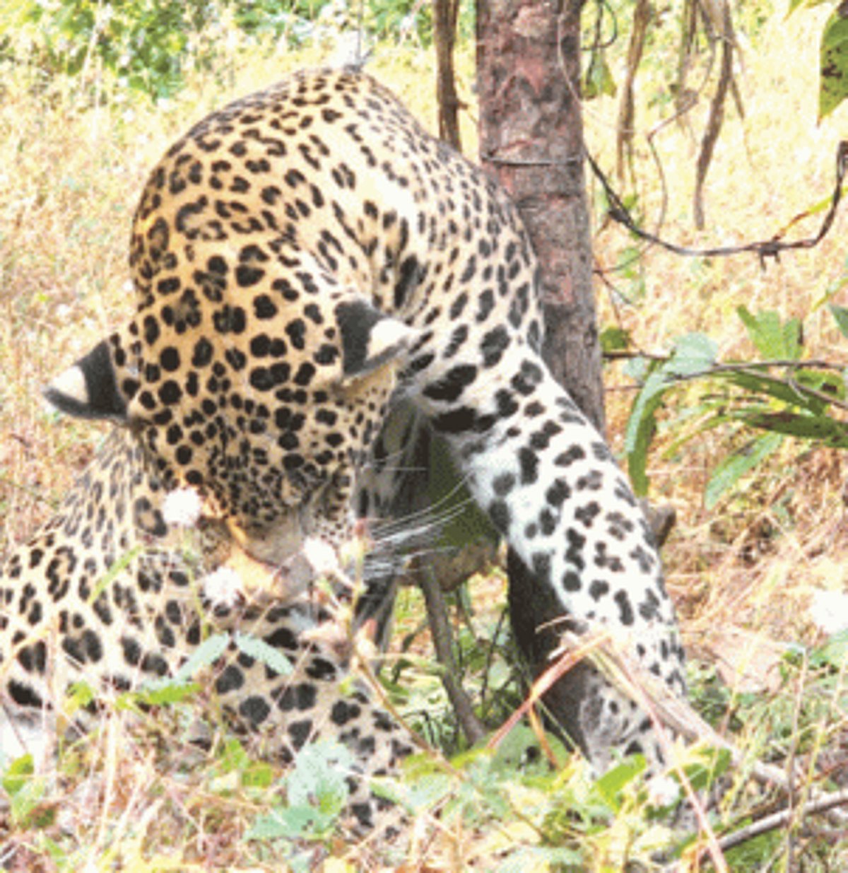Big cat caught in trap dies, govt orders probe