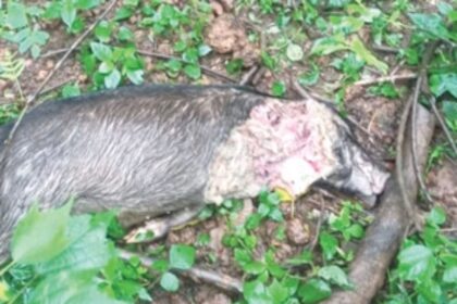 Big cat spotted at Raia, Camurlim; panic grips villagers