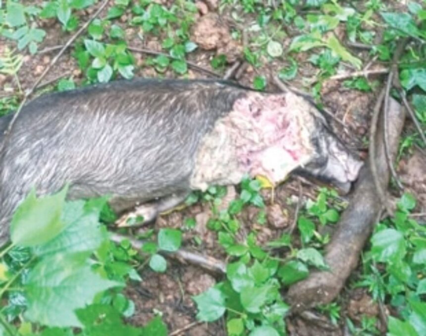 Big cat spotted at Raia, Camurlim; panic grips villagers