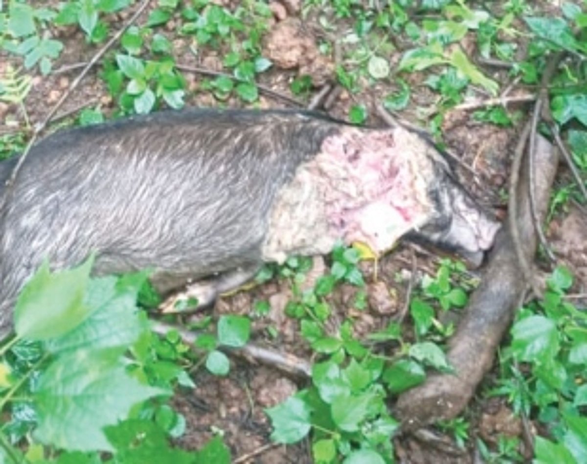 Big cat spotted at Raia, Camurlim; panic grips villagers