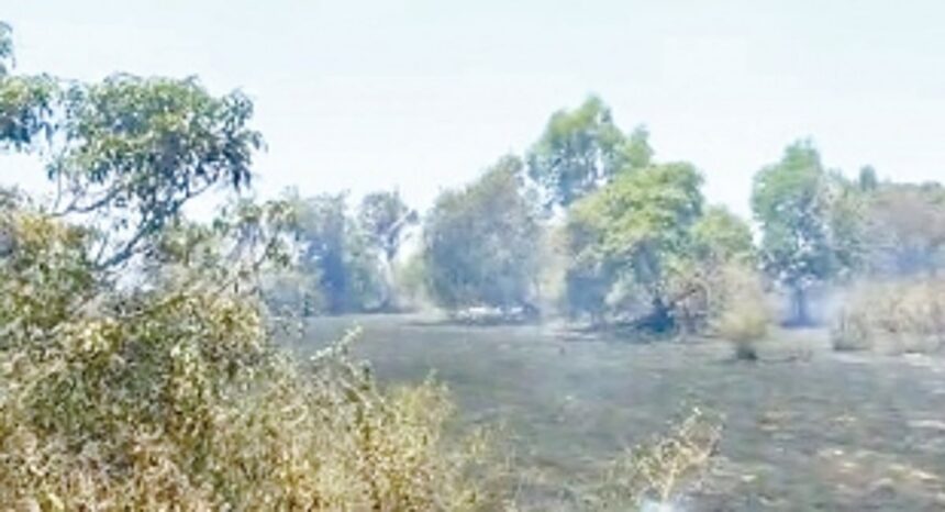 Biodiversity goes up in smoke as fire ravages Chinchinim hillock