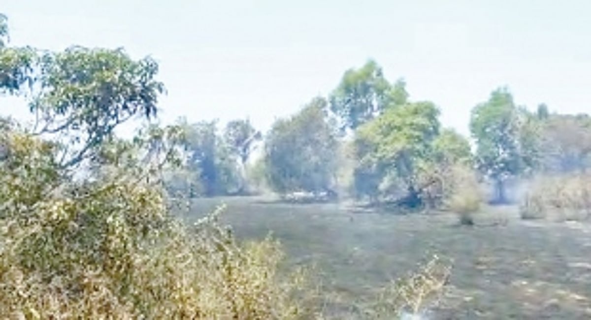 Biodiversity goes up in smoke as fire ravages Chinchinim hillock