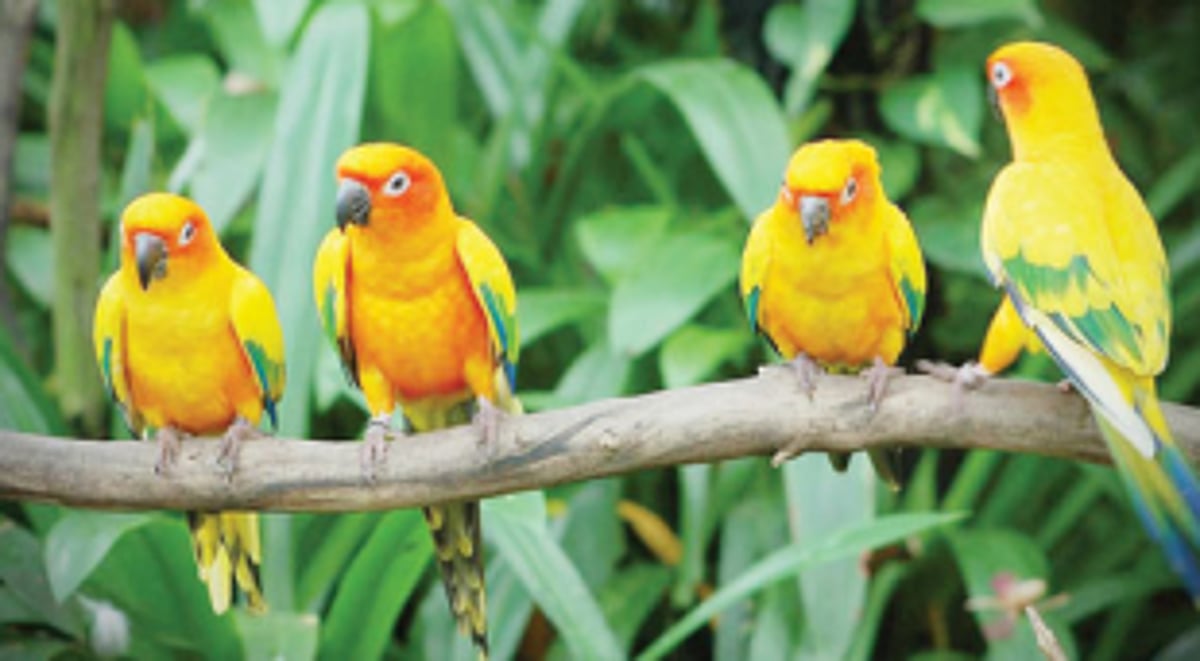 Bird Fest from February 5 at Mollem