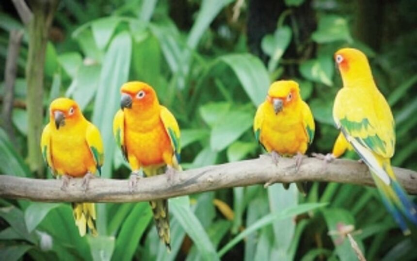 Bird festival planned to promote tourism